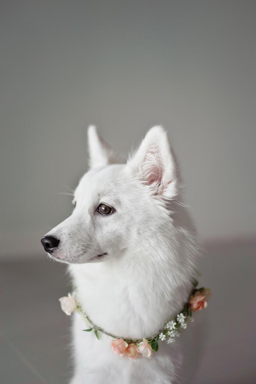 white, puppy, canine-2704022.jpg